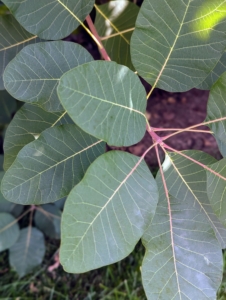 Also known as smoketree or smoke bush, Cotinus is a genus of two species of flowering plants in the family Anacardiaceae, closely related to the sumacs. They are a great choice for massing or for hedges. The foliage turns scarlet in autumn and has plume-like seed clusters, which appear after the flowers and give a long-lasting, smoky haze to branch tips.