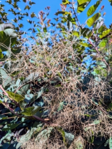 In fact, the name “smoke bush” comes from this – the billowy hairs attached to the flower clusters which remain in place through the summer, turning a smoky pink to purplish-pink.