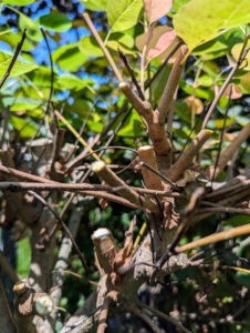 Pasang cuts off any dead or crisscrossing branches first. The rule of thumb when pruning is to cut the dead, diseased, damaged, non-productive, structurally unsound, or otherwise unwanted plant material.