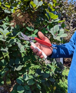 Pasang uses his Okatsune hand pruners. Pruning shears, hand pruners, or secateurs are a type of scissors used on plants. They are strong enough to prune hard branches of trees and shrubs, sometimes up to an inch thick. Everyone on the crew has a pair.