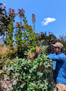 Pasang starts to prune the outside shrubs. Pruning means to lop or cut off any superfluous branches or shoots for better-shape and better growth. These look fuller every year – in part because of our regular pruning and grooming.