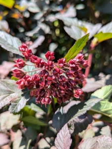 After the white flowers of the physocarpus bloom, what follows are these seed pods – a favorite food of small birds.