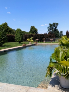 Earlier this year, I planted six Ginkgo biloba Goldspire™ Obelisk trees around the pool. I also have some potted fan palms positioned along the pool's edge.