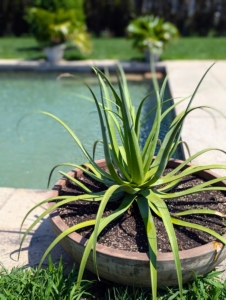 Mixed in are some potted agaves. I always take out many of my tropical plants and display them in beautiful ornamental urns around the farm during summer.