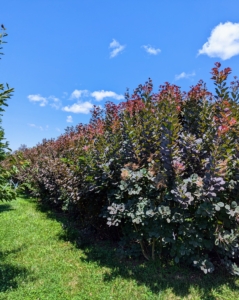 I chose these Physocarpus and Cotinus shrubs for the outside. These have grown quite a bit since last year – it’s hard to see the beech trees behind them.