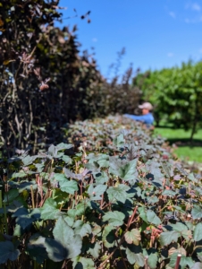 Here’s a look after a section of it is cut – it looks so much better. They’re the perfect height and disguises the fence very well – in fact, I instructed Pasang to cut them as tall as the fence - one cannot see it at all.