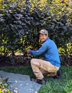 Pasang also grooms the bottom of the hedge - shaping and removing unnecessary branches. All shrubs can benefit from pruning every other year or so to maintain their shape, improve air circulation, and encourage new growth.