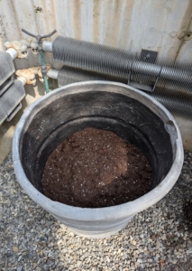 Always use fresh potting soil when transplanting as old potting mix tends to be soggy and depleted of nutrients. The pot is filled about a third of the way up.