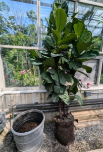 In one corner is this fiddle leaf fig tree, which needs repotting. I have always been fond of these large ornamental specimens. This one is very healthy, so it grows quickly and needs a larger container.