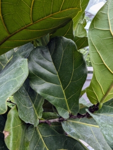 The leaves of the fiddle leaf fig sprout only from the branches and can get quite large. They are also rigid with a leathery feel. As they grow, the leaves are covered by a protective papery bract that shrivels and dries once the leaf fully emerges.