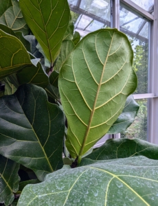 Here is the underside of one leaf. Healthy leaves should show no signs of yellowing, browning, blemishes, or spots.