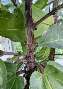 The fiddle leaf fig is a tropical tree closely related to other Ficus trees. Mature stems and the trunk have a thin woody bark.