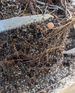 Using a sharp knife, Ryan cuts off a couple inches from all sides of the root ball. This is very effective in the future development of a strong root system.