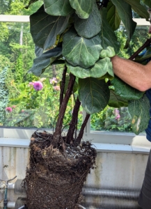 And then places the tree into its new container. This fiddle leaf fig is easy to repot. With about two to three inches of space around the root ball, the new pot is the perfect size for this specimen.