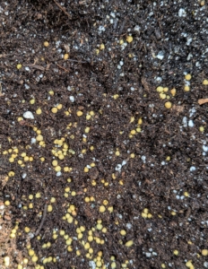 The soil gets a sprinkling of Osmocote – small, round coated prills filled with nutrients.