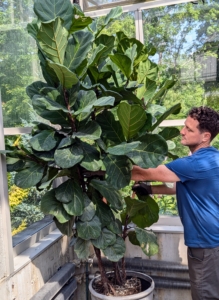 Next, he ensures it is sitting at the proper height. The top of the root ball should sit about an inch below the rim of the container.