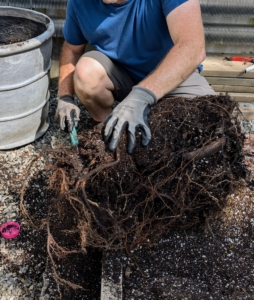 Ryan also gives the bottom of the root ball a good trim. These cuts stimulate new root growth. We do this with all our plants that are repotted – it’s called scarifying the roots, which helps them to get more air, water, and nutrients.