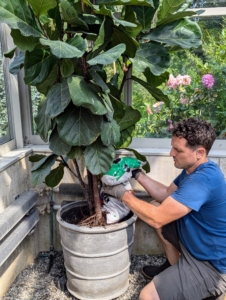 Once the tree is properly positioned, Ryan backfills the sides with more soil mix. The extra room at the top prevents soil from overflowing when watered.