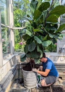 Fiddle leaf figs grow below the forest canopy, so it should be placed where the tree will receive very bright, but indirect light all day. In proper conditions, it can grow to 10-feet tall when kept indoors as a houseplant.