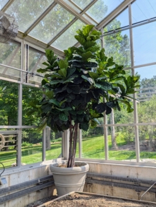 This fiddle leaf fig will continue to thrive in this greenhouse, where it will be exposed to consistent temperatures, proper humidity, and minimal drafts.