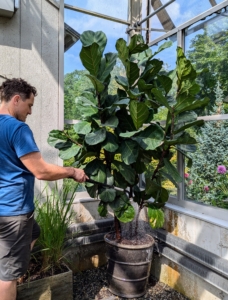 Fiddle leaf fig trees prefer to dry out completely between waterings, and while they take a good deal of water to keep healthy, consistent moisture will drown it. Check the tree regularly and do not water if the top two-inches of soil are still moist from the previous watering.