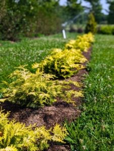 Paul’s Gold threadleaf false cypress, Chamaecyparis pisifera, has year-round golden green foliage.