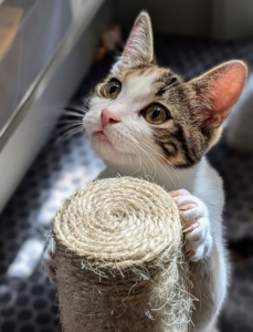 For now, these two are filling their days with lots of playtime. They are nearly six months old - the stage when cats are reaching sexual maturity and adolescence.