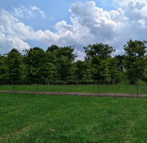 Here they are all finished. Pasang did a great job pruning them all to a desirable height, removing any dead or dying material. These London planes are now established and doing so well.