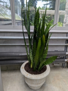 I think these sansevieria plants will do so nicely here where they can be monitored, seen, and enjoyed.