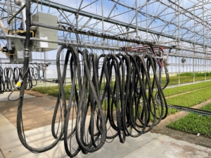 All the Bailey greenhouses are equipped with advanced irrigation systems. Hoses move from one end to the other watering the plants from above.