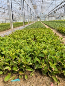 There were thousands of hydrangeas being grown and nurtured in the ground. The group learned about the different methods of propagation, both by seed and by cuttings.