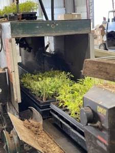 In the another area, root cuttings are placed on flats, and then processed through a conveyor belt for watering and then placement in the greenhouse.