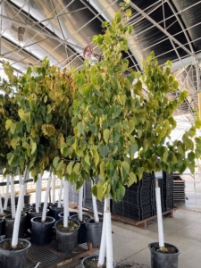 During the tour, Ryan spotted some linden trees. I am a big fan of lindens and have many growing at my farm. Two of several allées are made of lindens.