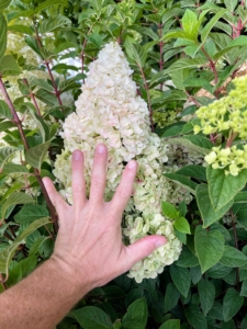 Look how big this is - bigger than Ryan's hand. This panicle hydrangea is called 'Strawberry Sundae' - noted as a strong shrub for use in hedges and tight spaces. The flowers start of white and then change to red in the fall.