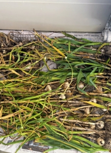 Garlic curing time can take two to four weeks, depending on the environment and humidity levels. In drier areas, garlic can be fully cured in three to four weeks, but humid climates may take up to five weeks or longer.