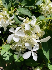 This is Great Star Hydrangea. It has bold clusters of white star-shaped flowers with creamy white overtones at the ends of the branches from early summer to early fall.