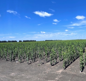 In another section, rows and rows of lilacs.