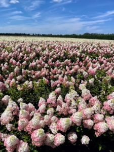 And then a sight to behold - thousands of blooming hydrangeas. The two varieties blooming here are "Little Hottie" and "Berry White."