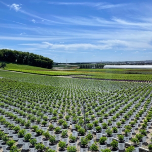 The container fields were next. At any given time there could be more than a million containers of plants in these fields - plants in one, three, and five gallon pots. These plats are ready to go to retailers.