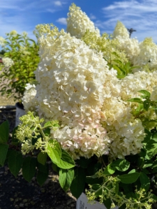 This dwarf panicle hydrangea is called Bobo®. It features large white flowers in summer held upright on strong stems.