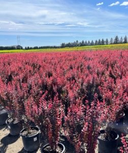 There were also so many pots of bold colored barberry. This is Orange rocket barberry which shows off vibrant coral-orange new foliage that turns ruby red in autumn.