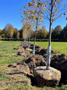 I planted these trees in early November 2022. They are planted in a rectangle with two long rows and two short rows and an open space in the center.