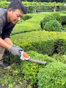 Phurba uses STIHL hand-held HSA 26 garden shears to trim the sides and top of this low hedge. I love this tool and use it often around the farm. The hedge shear attachment with double-sided cutting blades cuts in both directions.