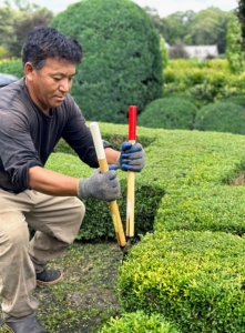 Phurba works on the lower parterre, shaping the boxwood by hand.