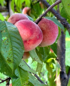 This time of year, I also check the orchard trees often to see if any fruits are ripe for picking. We harvested several trays of peaches not too long ago, but there are a few more that are ready.