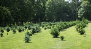 This photo was taken in June 2013, four years after I first planted all these trees in a back field adjacent to my compost yard.