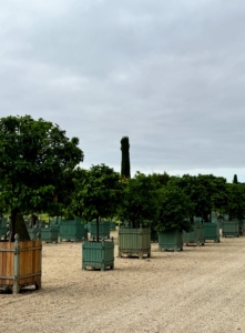 Originally completed in 1663, the Orangerie was intended to supply the much smaller hunting lodge of Versailles and the small retinue, or group of assistants and advisors, which Louis XIV would bring with him in the summer. In 1678, an enlargement of the Orangerie was created by Jules Hardouin-Mansart, which doubled the size of the original.