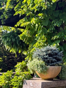 I am always in awe at how much these plants grow during the warmer months. I dedicate Memorial Day Weekend every year to come up to Maine to usher in the summer season and plant all the decorative urns on my giant terrace.