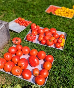 Bigger tomatoes should be placed stem side down, which help them last longer, prevent moisture loss, and make them juicier.