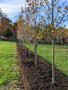 Here they are after they were mulched that first year. Once planted, trees usually spend that first year focusing on developing their root systems.